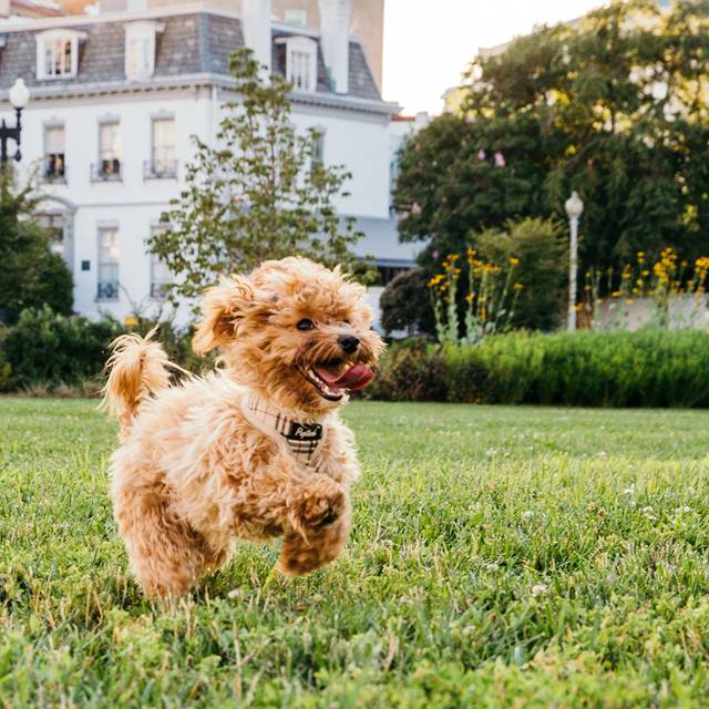 Dog running in park in front of historic building