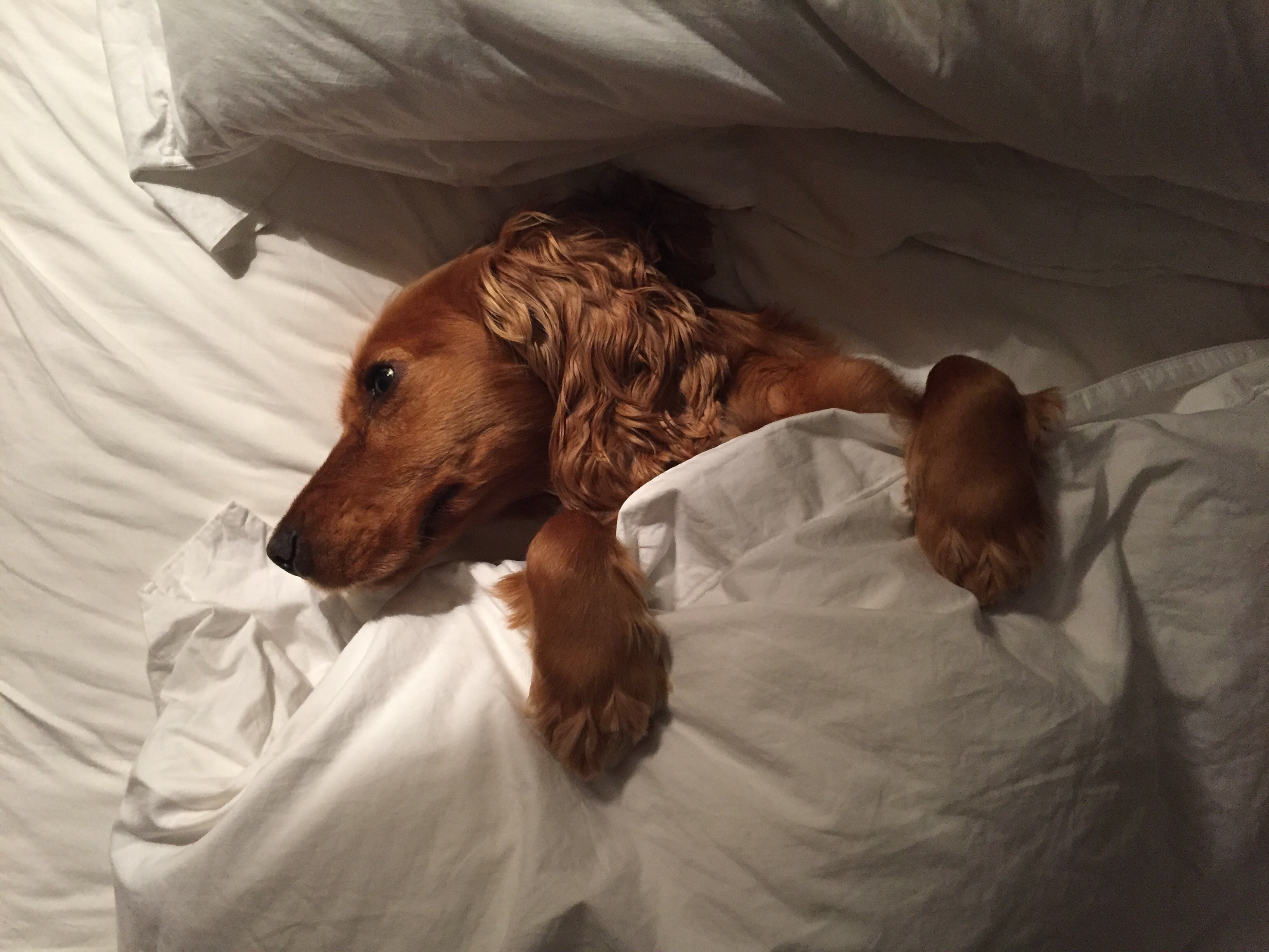 Dog tucked into bed