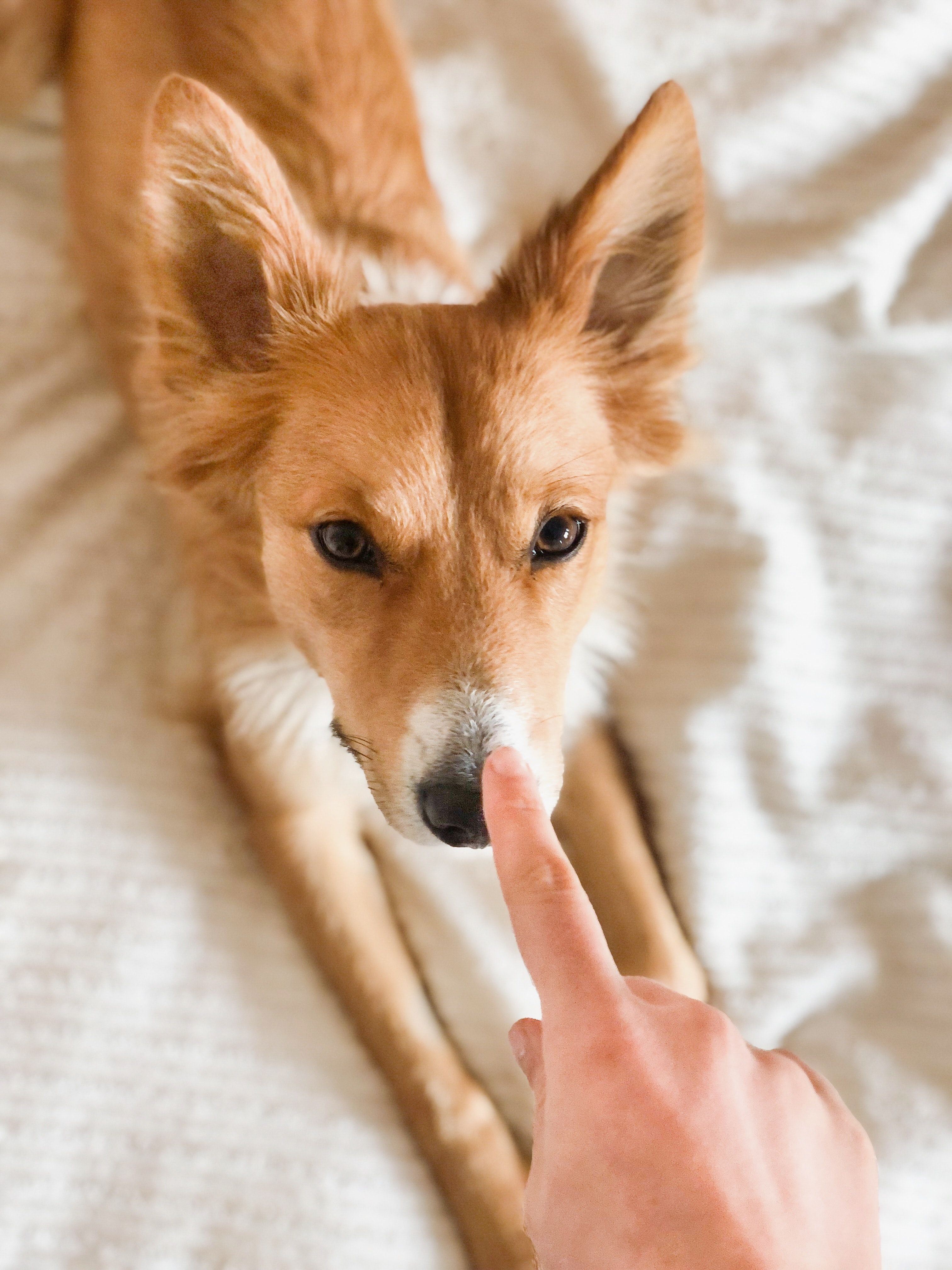 Hand patting nose of dog on hotel bed 