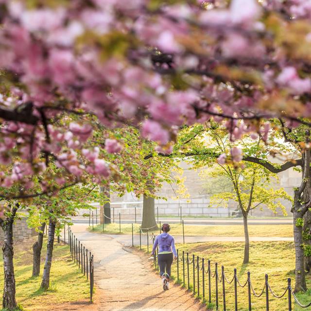 Person going for walk under cherry blossoms